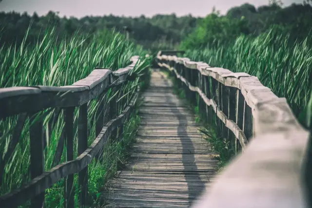 A sunlit wooden boardwalk winding through tall green grass, a steady path for life after a GLP-1.