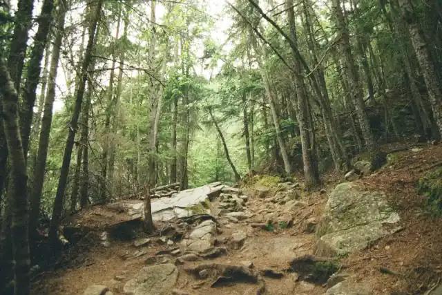 An empty forest trail winding through trees and rocks.