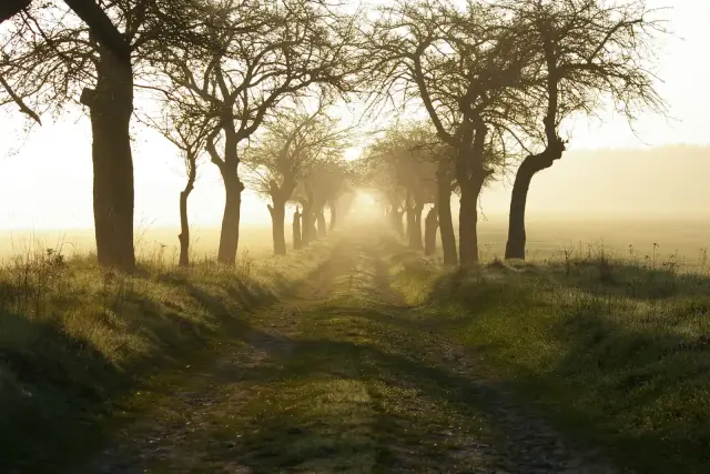 An empty tree-lined country path at sunrise in light morning mist.
