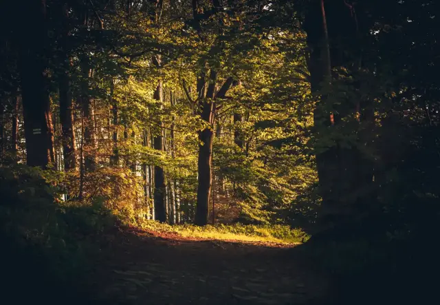 A quiet forest path lit by warm autumn light.
