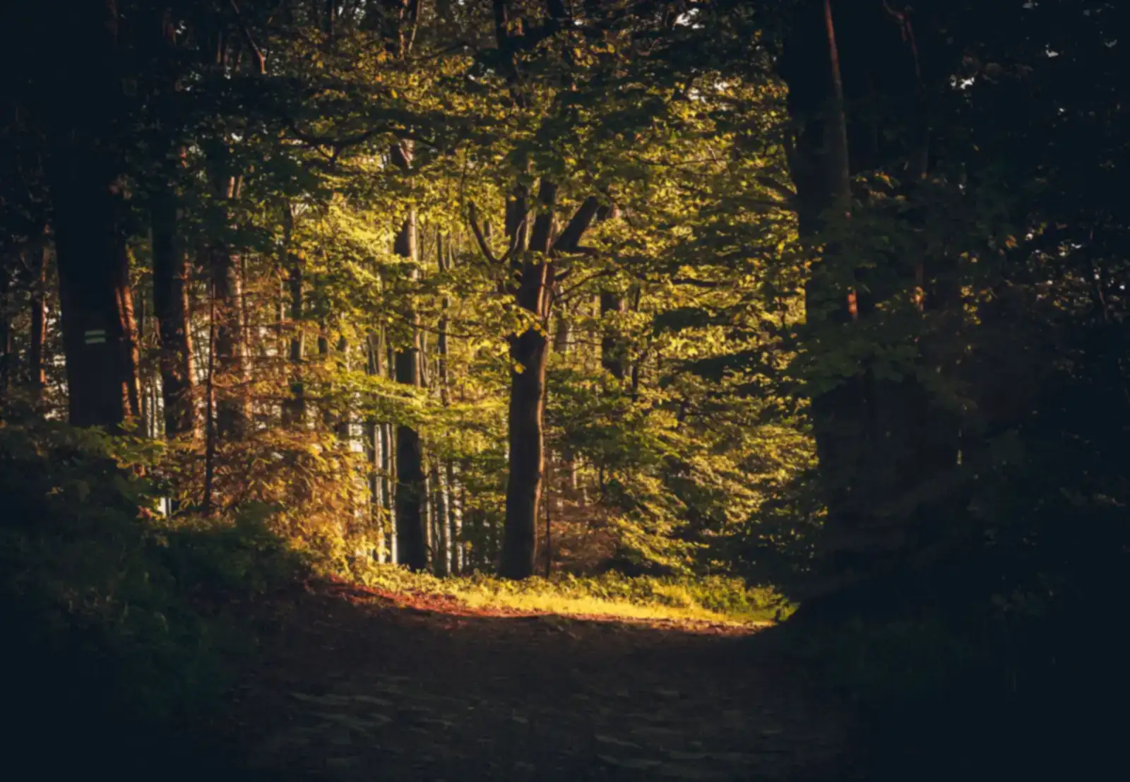 A footpath curving through an autumn forest in low warm light, one stretch at a time, like the weeks-long timeline after stopping Ozempic.